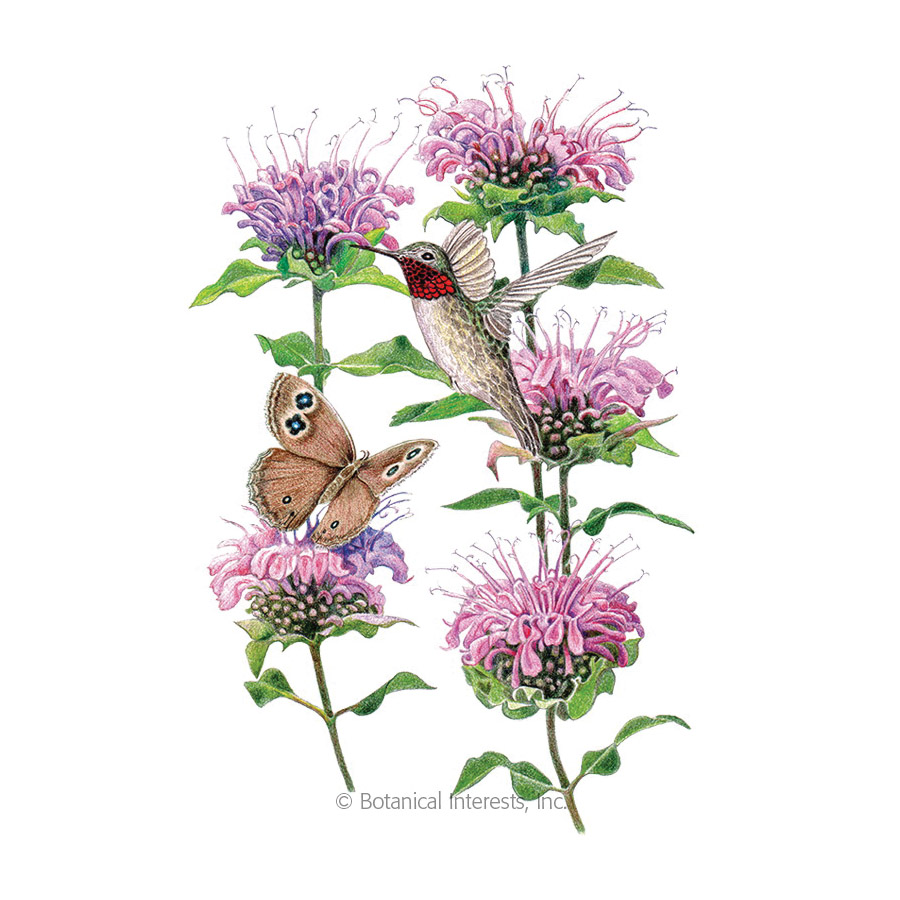 Botanical Interests 6012 Flower Seed, Wild Bergamot, Monarda Fistulosa, Fall, Summer Bloom, 50 mg