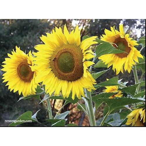 Renee's Garden 3077 Organic Flower Seed, Sunflower, Helianthus Annuus, April to June Planting, Fall, Summer Bloom - 2