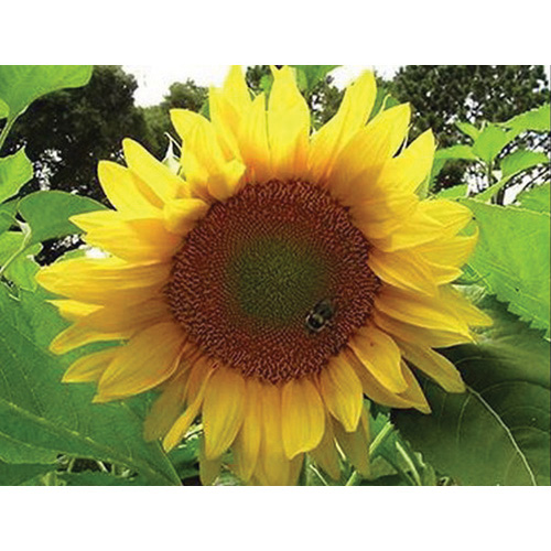 Renee's Garden 3077 Organic Flower Seed, Sunflower, Helianthus Annuus, April to June Planting, Fall, Summer Bloom - 3