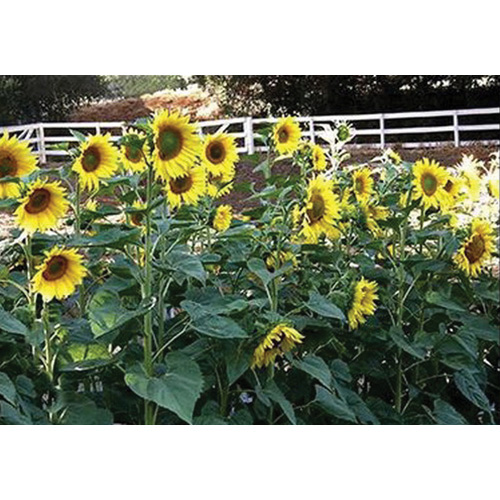 Renee's Garden 3077 Organic Flower Seed, Sunflower, Helianthus Annuus, April to June Planting, Fall, Summer Bloom - 4