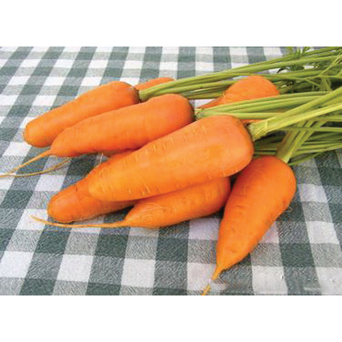 Renee's Garden 3083 Organic Seed, Carrot, March to June, July to August Planting, 1.5 g (1550 Count) - 2