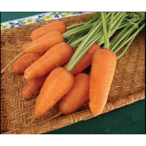 Renee's Garden 3083 Organic Seed, Carrot, March to June, July to August Planting, 1.5 g (1550 Count) - 4
