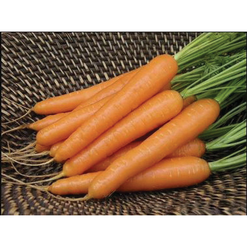 Renee's Garden 3010 Organic Seed, Carrot, March to June, July to August Planting, 1.25 g (1680 Count) - 4