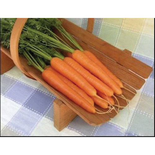 Renee's Garden 3010 Organic Seed, Carrot, March to June, July to August Planting, 1.25 g (1680 Count) - 5