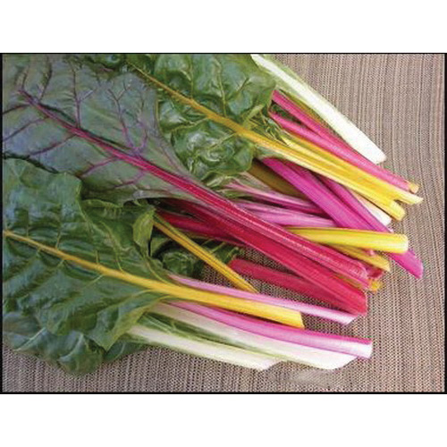 Renee's Garden 3032 Organic Seed, Chard, May to June, February to September Planting, 3 g (245 Count) - 2