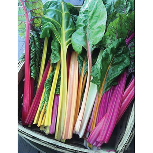 Renee's Garden 3032 Organic Seed, Chard, May to June, February to September Planting, 3 g (245 Count) - 3