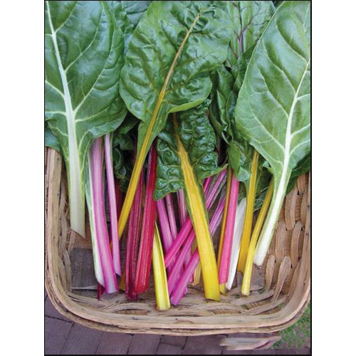 Renee's Garden 3032 Organic Seed, Chard, May to June, February to September Planting, 3 g (245 Count) - 5