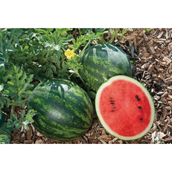 Renee's Garden 5512 Mini Love Personal Size Watermelon Seed, Watermelon, Summer Planting, 0.75 g (18 Count) - 2