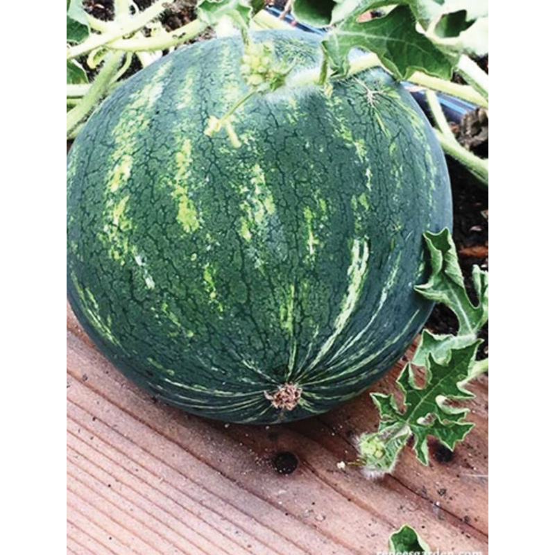 Renee's Garden 5512 Mini Love Personal Size Watermelon Seed, Watermelon, Summer Planting, 0.75 g (18 Count) - 4