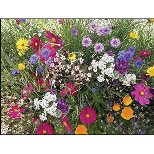 Renee's Garden 5460 Flower Mix, April to May, March to May Planting, Spring, Summer Bloom, 3 g (1925 Count) - 2