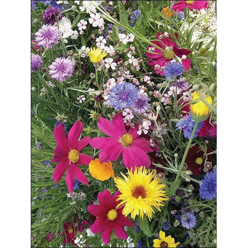 Renee's Garden 5460 Flower Mix, April to May, March to May Planting, Spring, Summer Bloom, 3 g (1925 Count) - 3