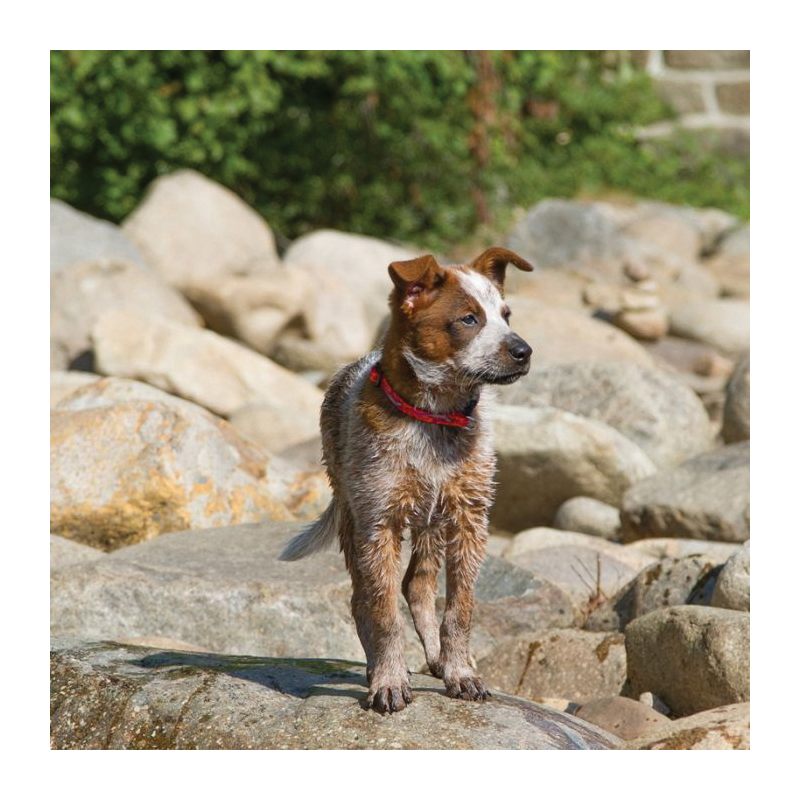 LupinePet Original Designs 32602 Adjustable Dog Collar, 13 to 22 in Neck, 3/4 in W Collar, Nylon, Tail Feathers