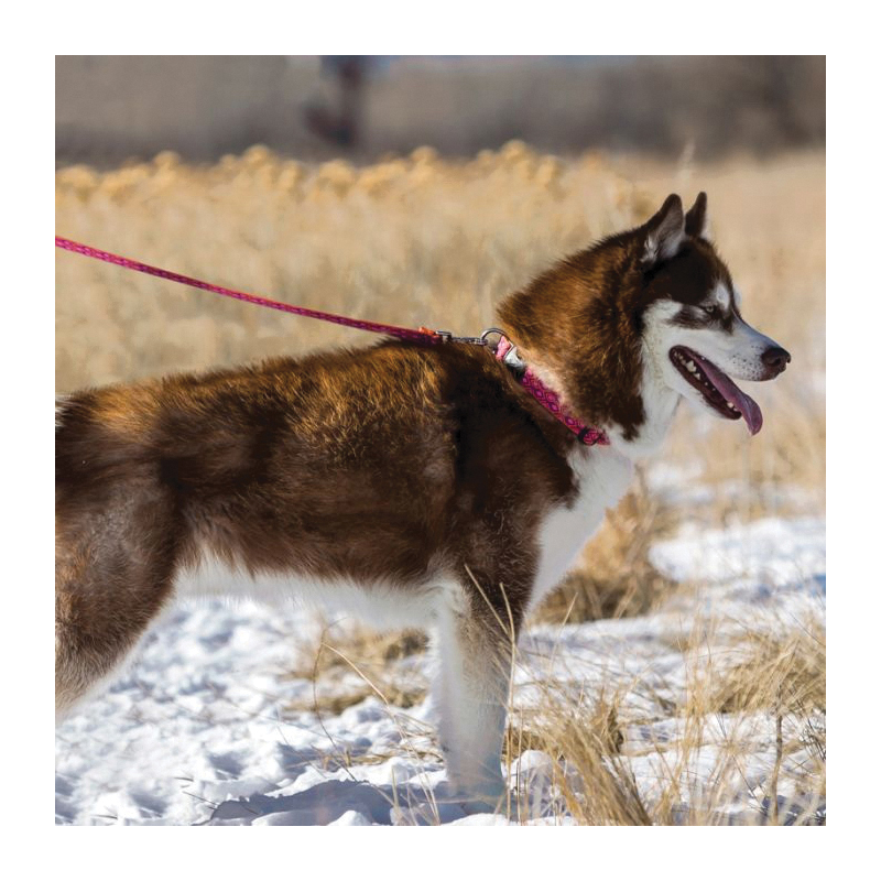 LupinePet 32609 Leash, 6 ft L, 3/4 in W, Nylon Line, Tail Feathers, Fastening Method: Snap, M Breed