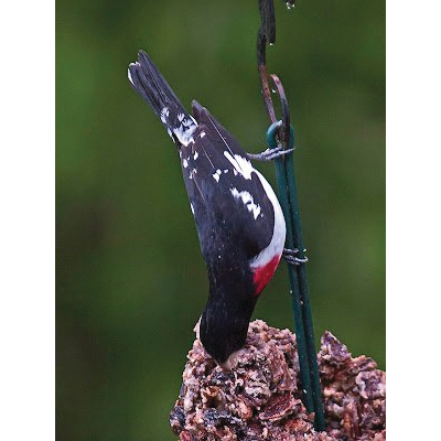 Mr.Bird 172 Pecans Wild Bird Food, 72 oz, Large