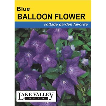Lake Valley Seed 3458 Balloon Flower Seed, Summer Bloom, Blue Bloom - 1
