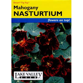 Lake Valley Seed 578 Nasturtium Tip Top Mahogany Seed, Summer Bloom - 1