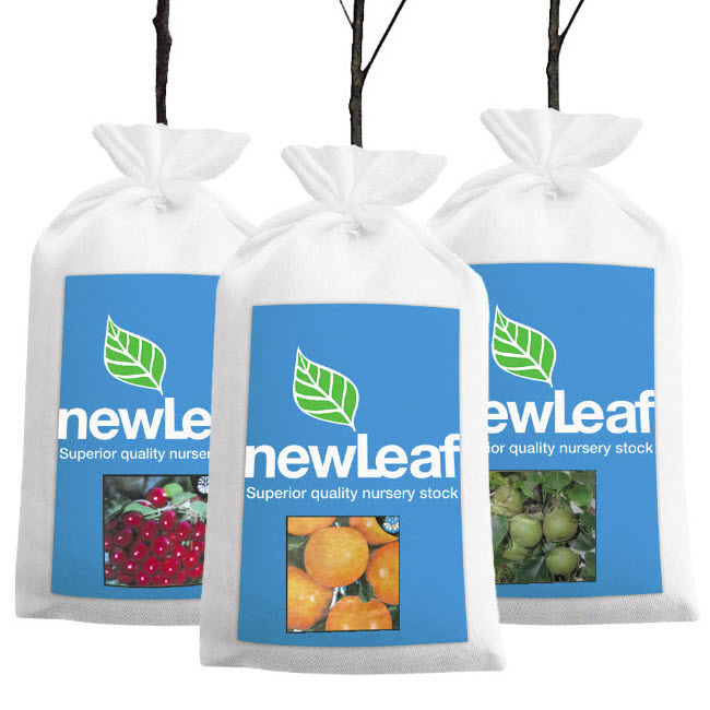 Fruit Plants