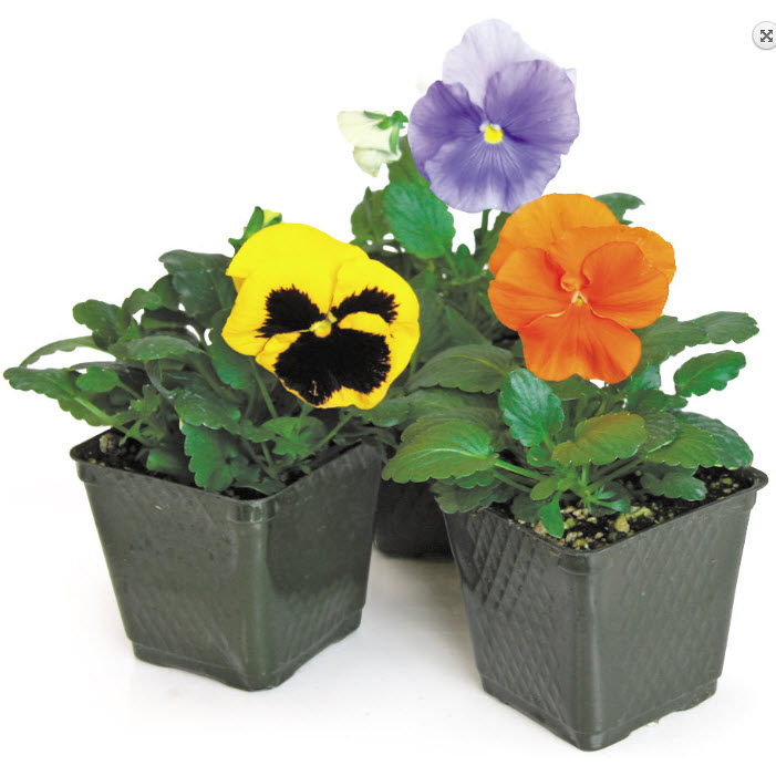 Annuals