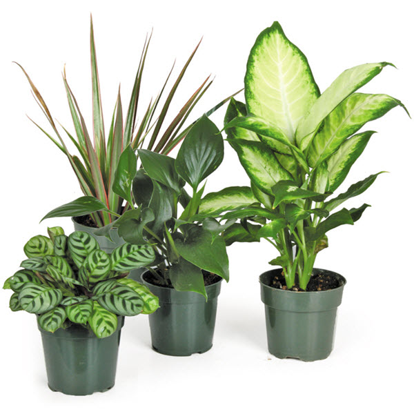 House Plants