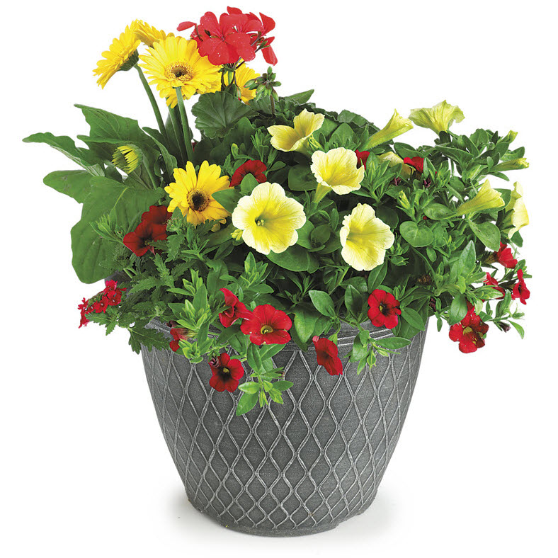 Pre-Potted Bowls & Baskets