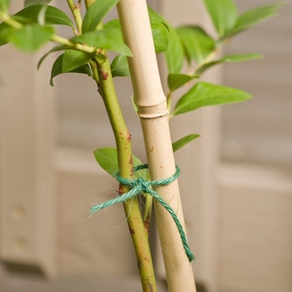 Plant Stake, Gardener's Blue Ribbon, 6 ft L, Bamboo, Natural - 2