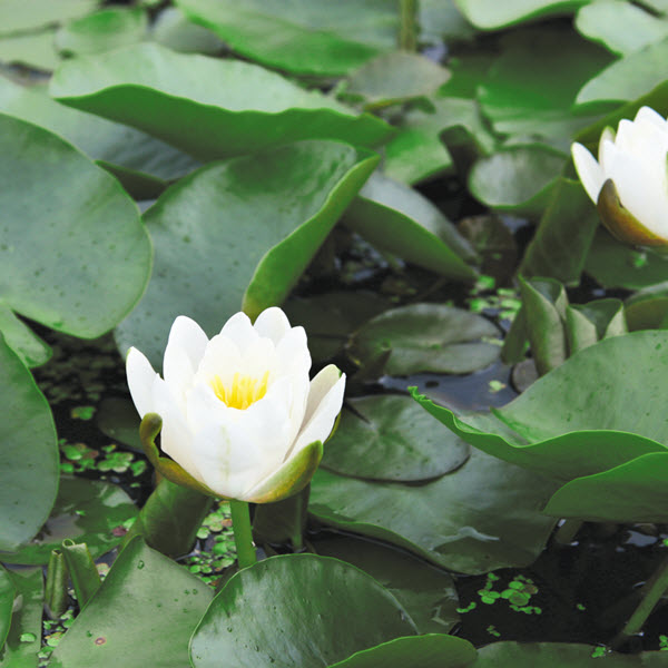 Oregon Aquatics Inc PACWG