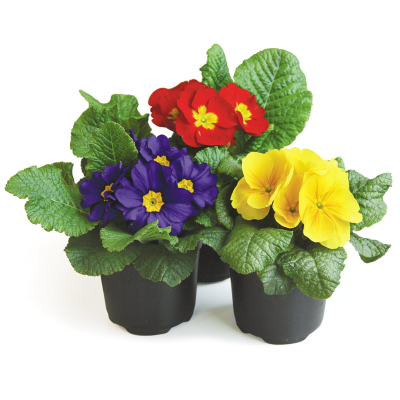 Spring Creek Gardens PRIMROSE