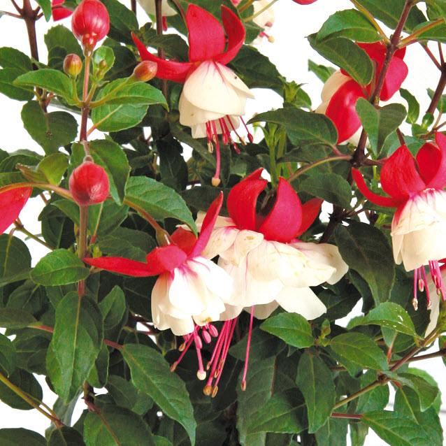 Peoria Gardens FUCHSIA