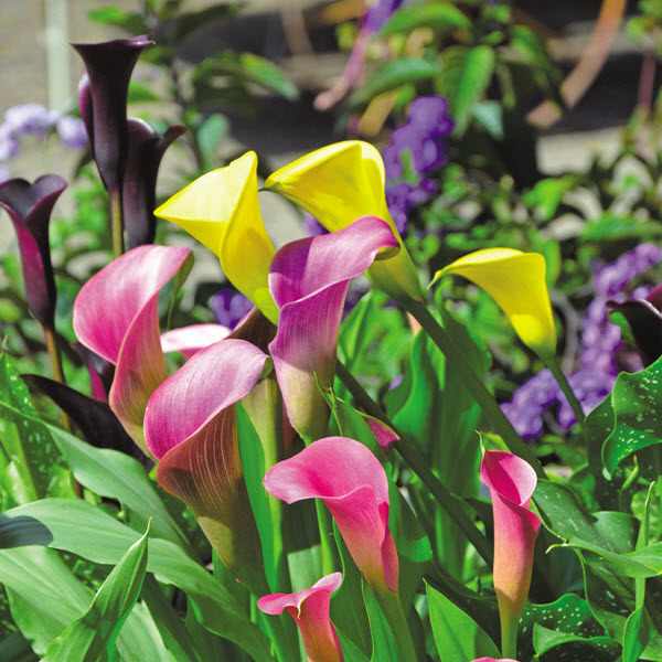 Spring Creek Gardens 
