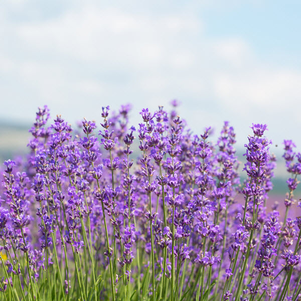 Lavender #4, Spring Creek Gardens, Assorted Varieties - 2
