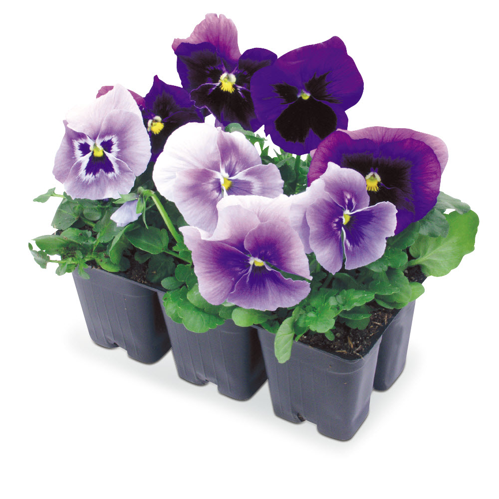 Pansies & Violas, Peoria Gardens, Tray Pack of 6 - 1