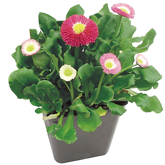 Peoria Gardens PERENNIAL