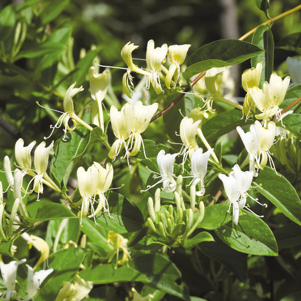 Monrovia LONICERA