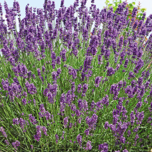 Monrovia 017841 57361