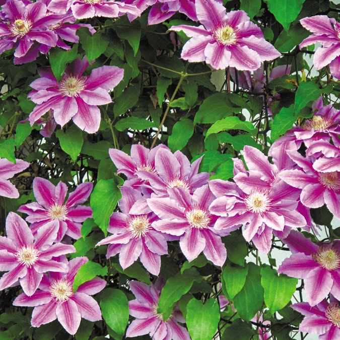 T&l Nursery Inc. CLEMATIS