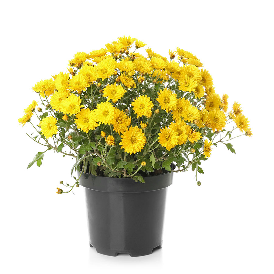 Peoria Gardens MUM
