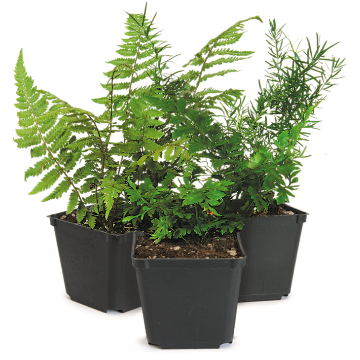 Peoria Gardens FERN4