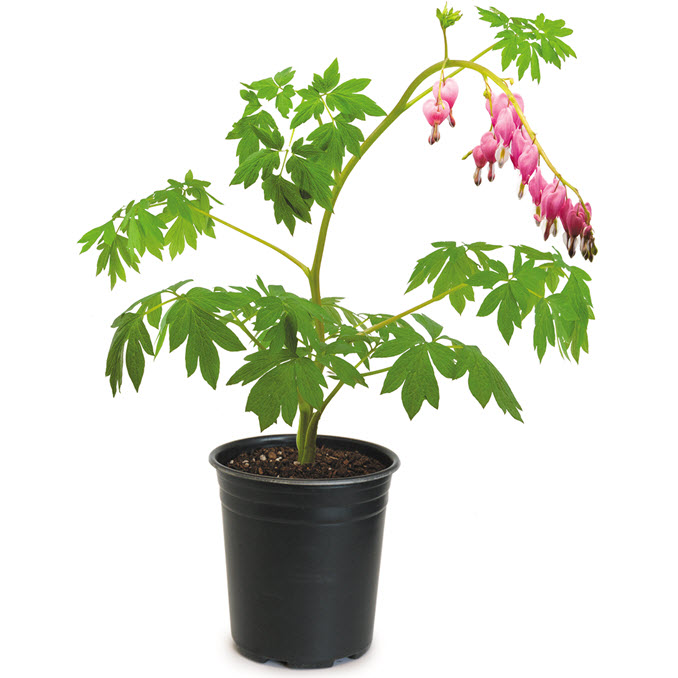 Peoria Gardens DICENTRA