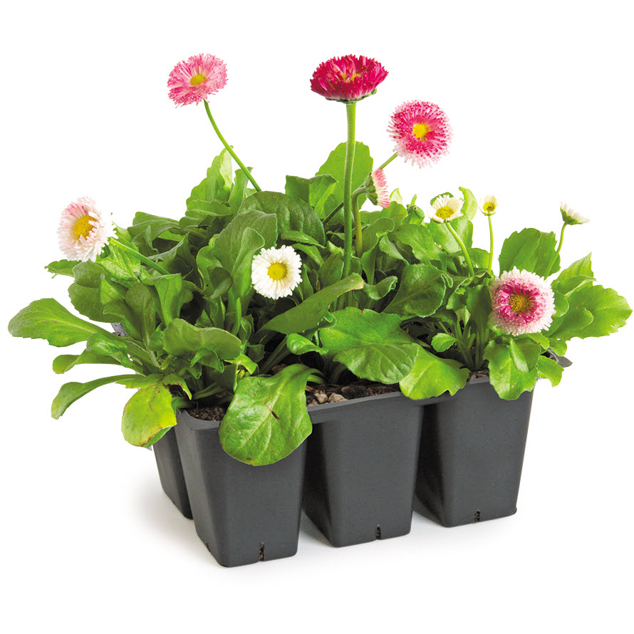 Peoria Gardens 1227-1