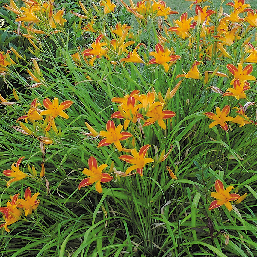 Kraemer's Nursery HEMEROCALLIS