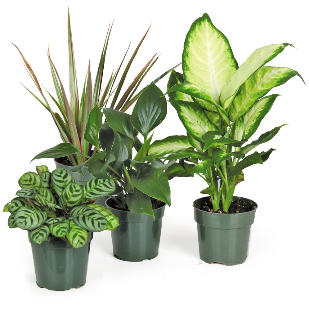 House Plants, The Flower Market, 4 in Pots, Assorted Varieties - 1