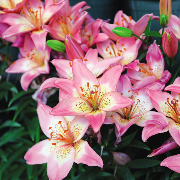 Spring Creek Gardens 