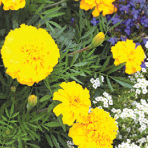 Spring Creek Gardens 