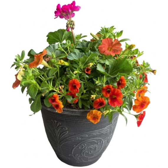 Color Bowl, Spring Creek Gardens, #12 Annuals - 2