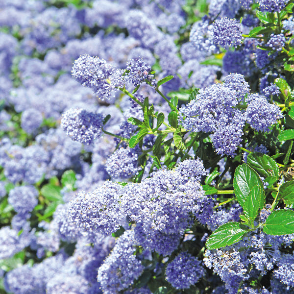 Kraemer's Nursery 