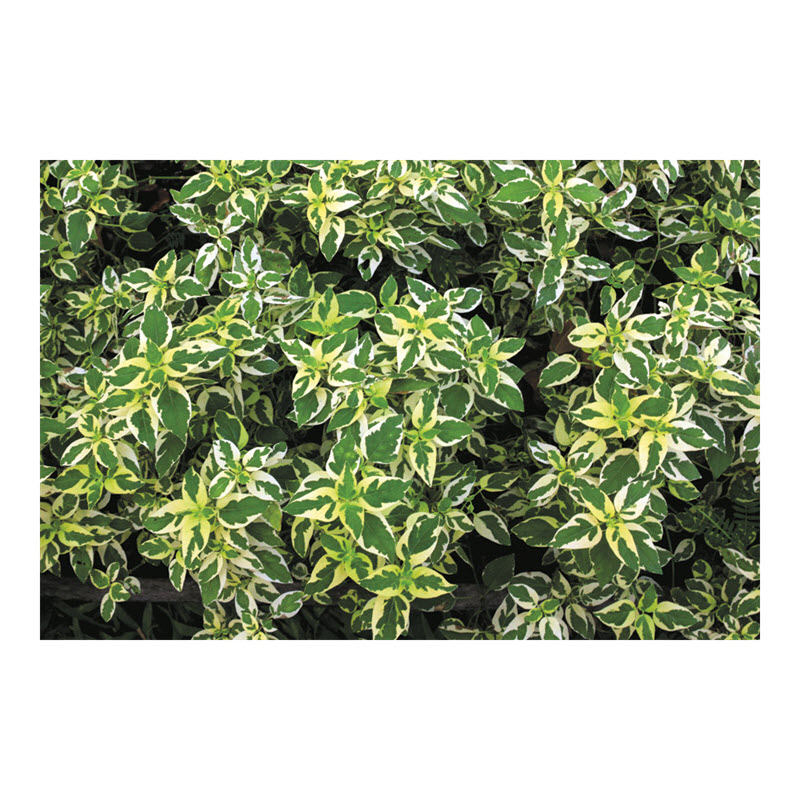 Euonymus, Monrovia, #1, Gaeity - 1