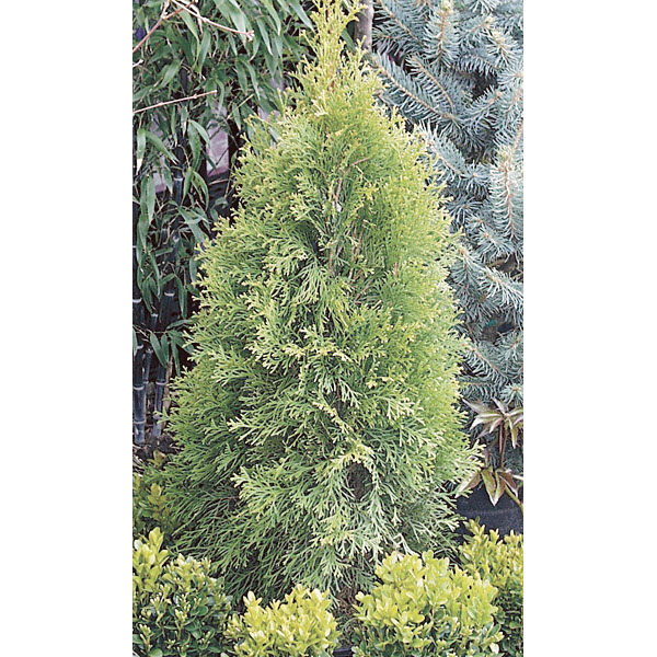 Kraemer's Nursery #1ARBORVITAE