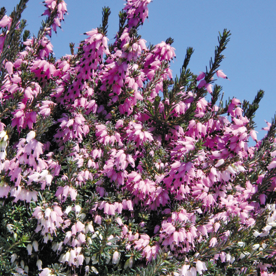 Kraemer's Nursery 
