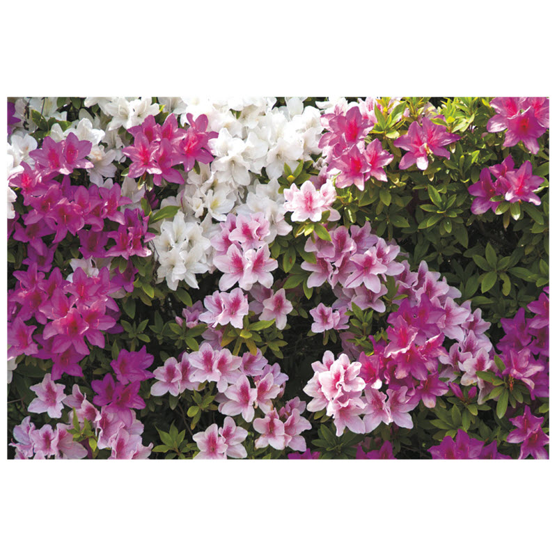 Azalea #1, Kraemer's Nursery, Assorted Varieties - 1