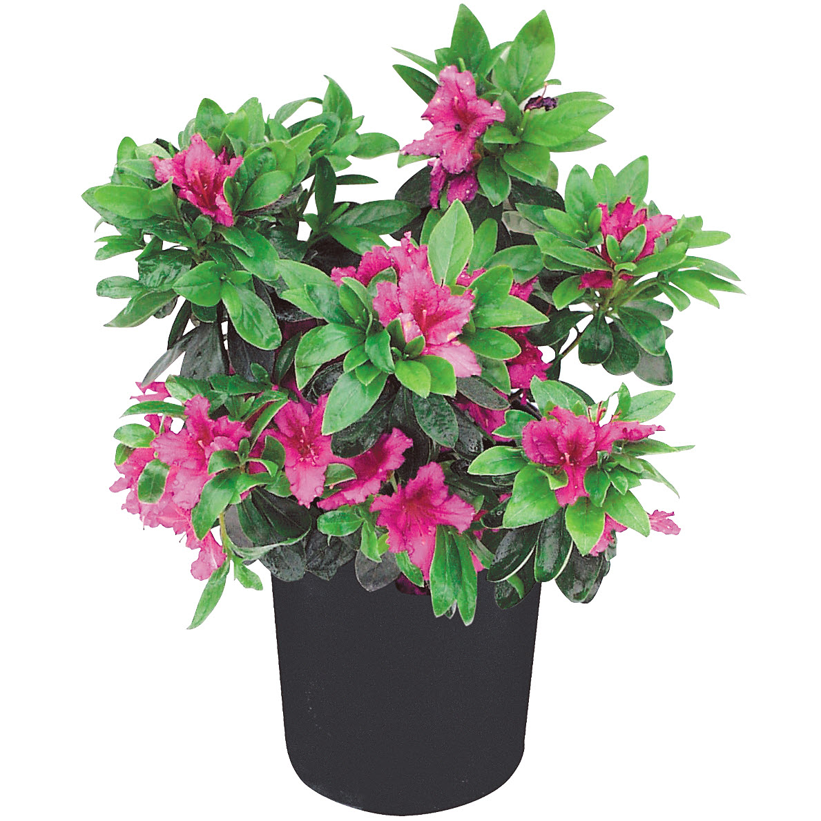Kraemer's Nursery #1AZALEA